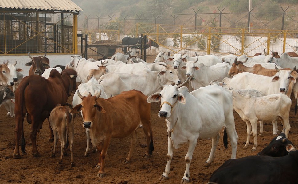 Medical Help for Cow